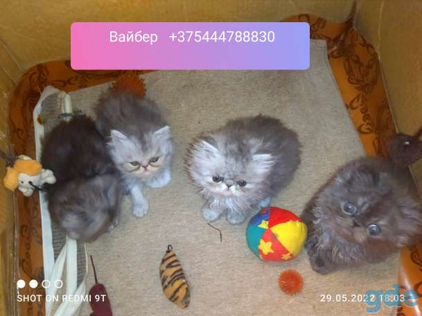 Персидские котята. Экстремалы., фотография 9