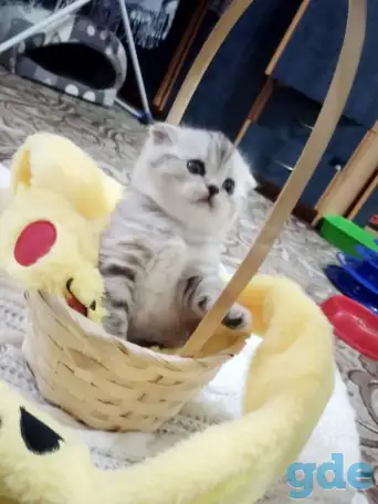 Продам шотландских котят, фотография 1