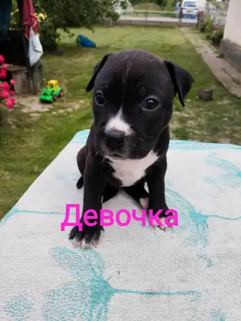 Щенки Ам стаффа, фотография 2