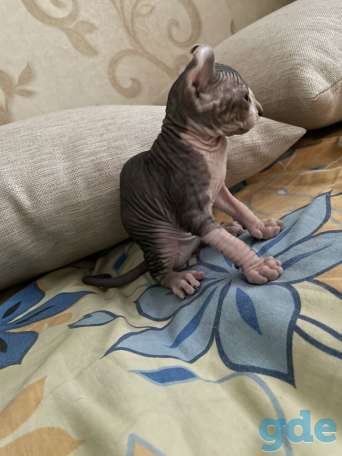 Котёнок сфинкс Эльф мальчик, фотография 4