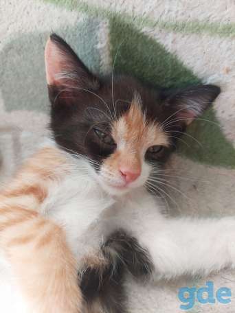Котята В хорошие руки, фотография 1