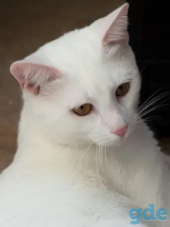Котик в дар, фотография 2