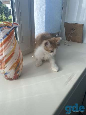 Отдам котенка Анатолия в дар, фотография 3
