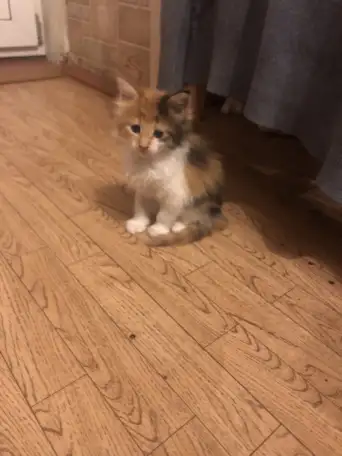 Котята Мейн куны, мальчик, девочка, фотография 3