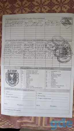 Продам щенков ЗСЛ, фотография 7
