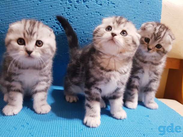 Вислоухие шотландские котята., фотография 1