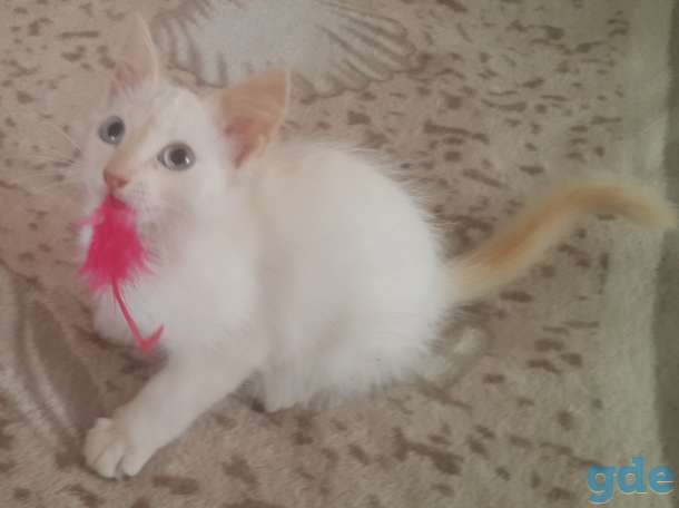 Котята в дар, фотография 4