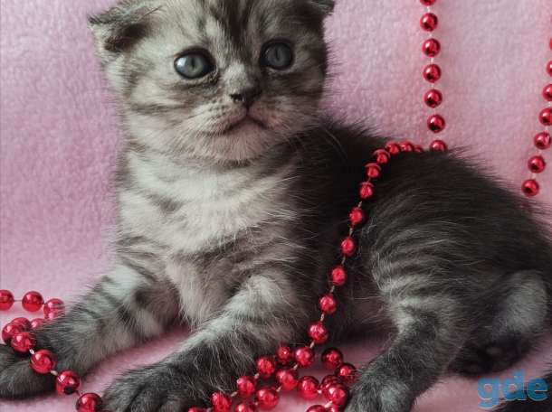 Шотландские котята, фотография 2