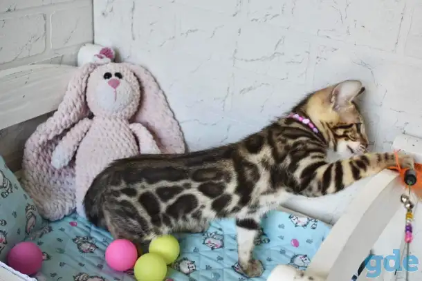 Бенгальский котенок девочка бейби фейс, фотография 3