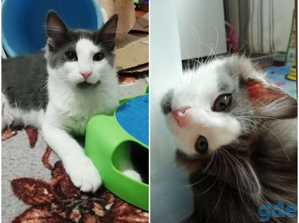 Очаровательный Котенок - зайка в дар, хорошие руки, фотография 2