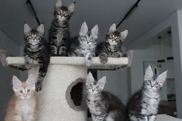 Котята мейн кун!, фотография 7