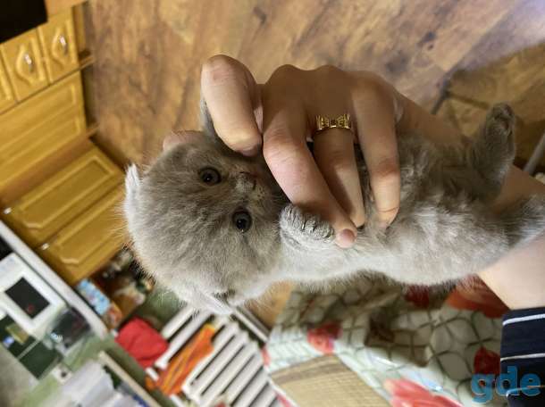 Британские котята, фотография 4