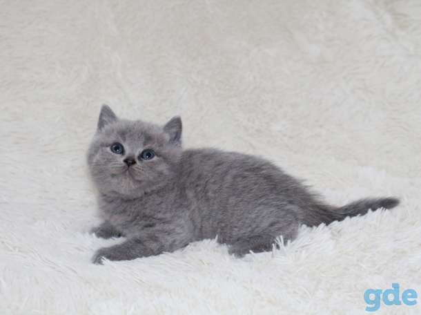 продам котят, фотография 4
