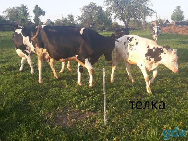 Продам коров и телку, фотография 5