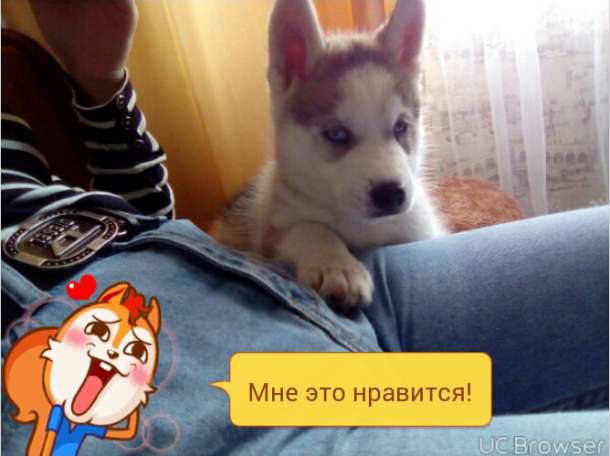 продаю щенка полтора месяца цена 200 руб, фотография 1