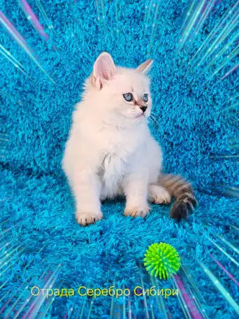 невские маскарадные котята-резерв, фотография 5