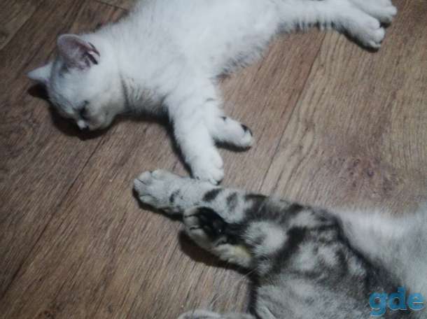 Котята, фотография 3