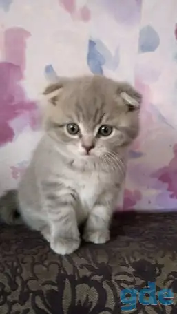 Котенок вислоухий шотландской породы, фотография 1