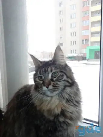 Мейн Кун, фотография 2