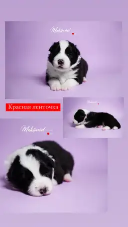 бордер-колли щенки из питомника, фотография 8