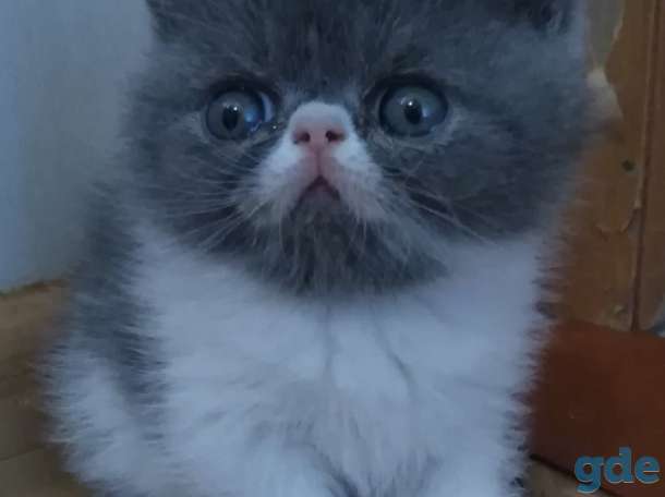 Плюшевые котики, фотография 1