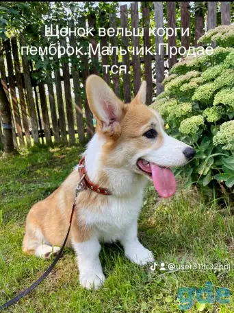 Щенок вельш корги пемброк, фотография 3