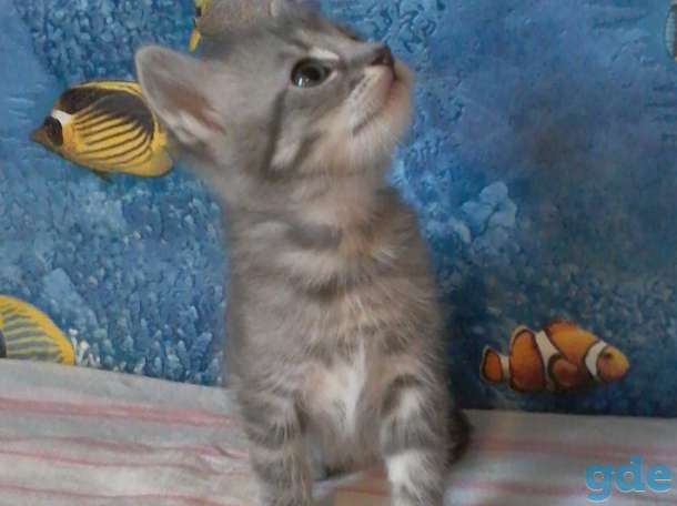 Милые и красивые котята ищут хозяина, фотография 8