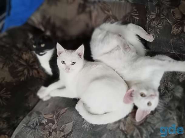 Отдам котят в хорошие руки., фотография 6