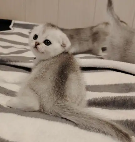 Шотландские котята., фотография 5