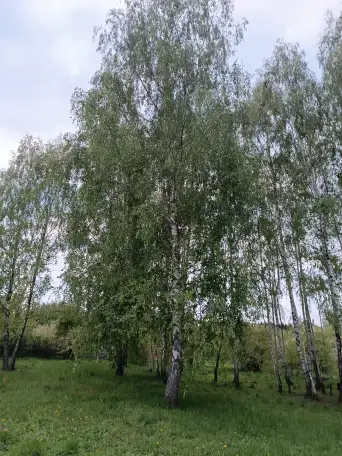 Продам новый дом рядом с березовой рощей в С/Т Дубрава-Мапид Воложинский р-н Раковский с/с, фотография 11