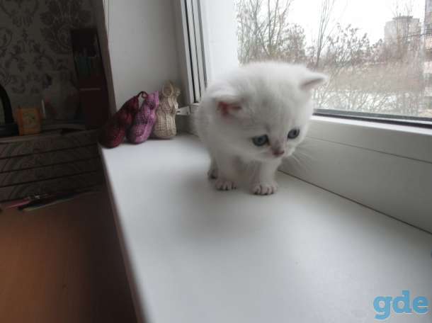 Котята британской серебристой шиншиллы с шоколадным отливом, фотография 6