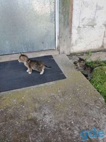 Котята бесплатно, фотография 4