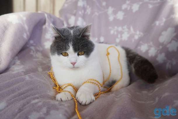 Милашик Сёма, фотография 4