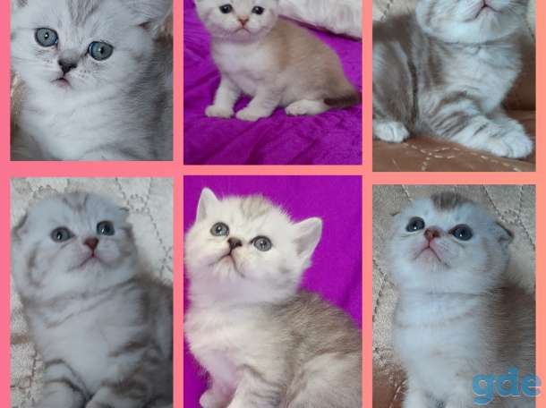 Шотландские котята, фотография 3