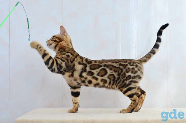 Бенгальский котенок девочка, фотография 5