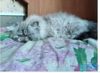 Перситская девачка, фотография 3
