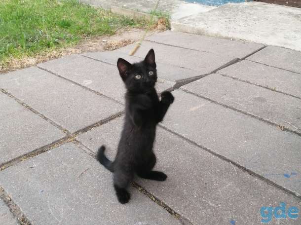 Котёнок в добрые руки, фотография 2