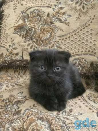 Котята шотландской вислоухой, фотография 7