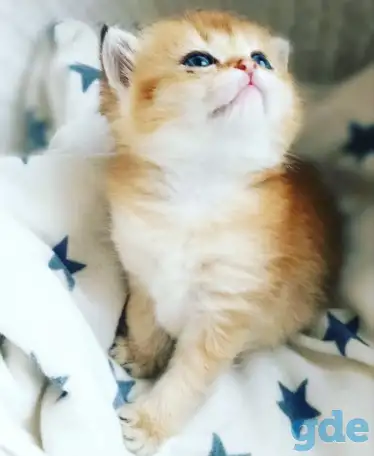 ЗОЛОТАЯ ШИНШИЛЛА шотландские котята, фотография 1