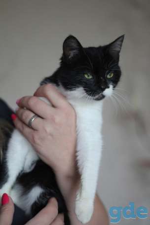 Котенок ищет дом, фотография 2