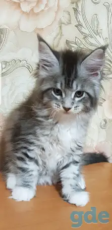 Кошечки мейн-кун, фотография 5