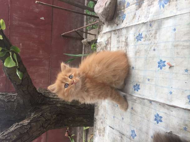 Котята, фотография 7