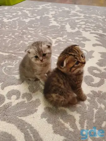 Котята, фотография 11