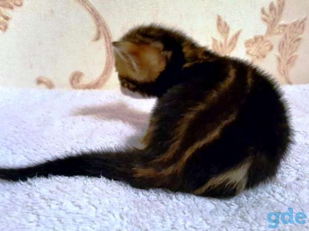Питомник бенгальских кошек., фотография 9