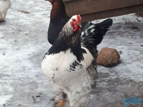 Продам молодых петухов породы Брама, фотография 2