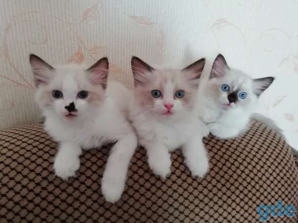 Котёнок Рэгдолл в любящую семью, фотография 1