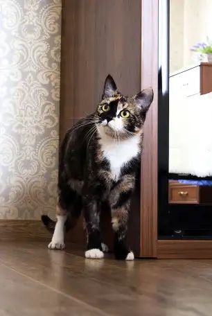 Кошка Клёпа. Клеопатра. Кастрирована., фотография 5