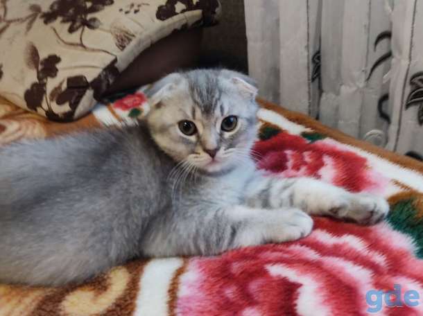Шотландские котята, фотография 10