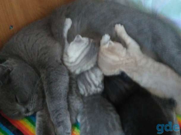 Котята, фотография 6