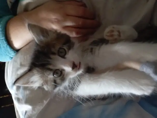 Отдам котят в добрые руки! Даром!, фотография 2